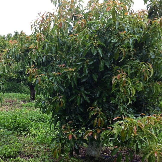 Avocado Sir Prize (B Type) (PICKUP ONLY) - Ladybird Nursery