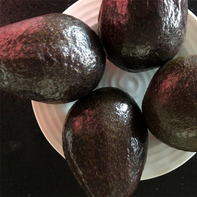 Avocado Sir Prize (B Type) (PICKUP ONLY) - Ladybird Nursery