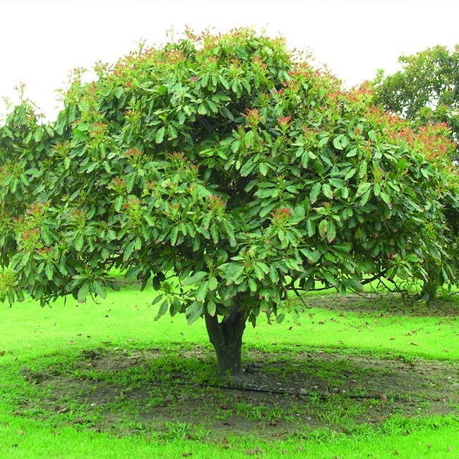 Avocado Willard (A Type) Velvick rootstock
