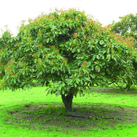 Avocado Willard (A Type) Velvick rootstock