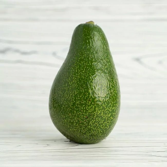 Avocado Willard (A Type) Velvick rootstock - Ladybird Nursery