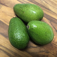 Avocado Willard (A Type) Velvick rootstock - Ladybird Nursery