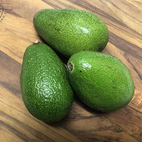 Avocado Willard (A Type) Velvick rootstock - Ladybird Nursery