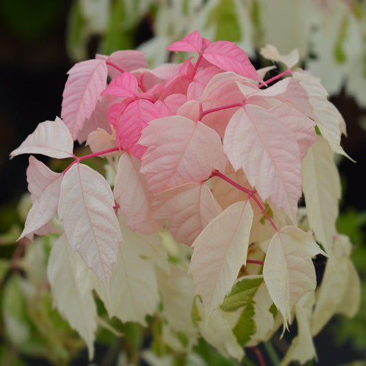 Box Elder Pink Flamingo Maple (Acer negundo)