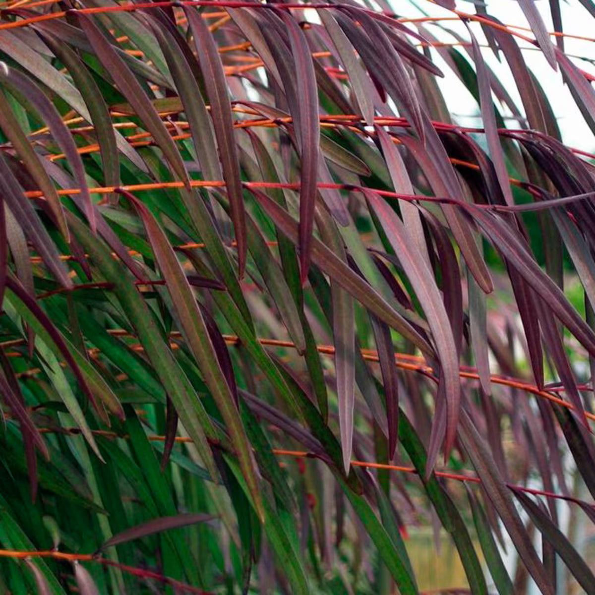 Burgundy Willow Myrtle (Agonis flexuosa)