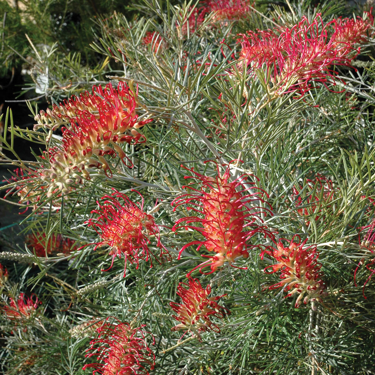 Grevillea 'Spirit of ANZAC'