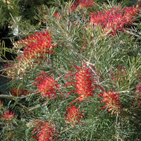 Grevillea 'Spirit of ANZAC'