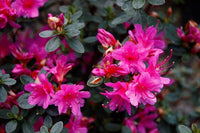 Azalea Amoena - Ladybird Nursery