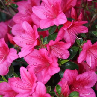 Azalea Southern Aurora