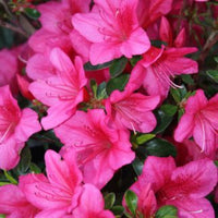 Azalea Southern Aurora