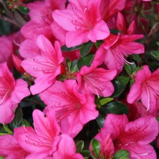 Azalea Southern Aurora - Ladybird Nursery