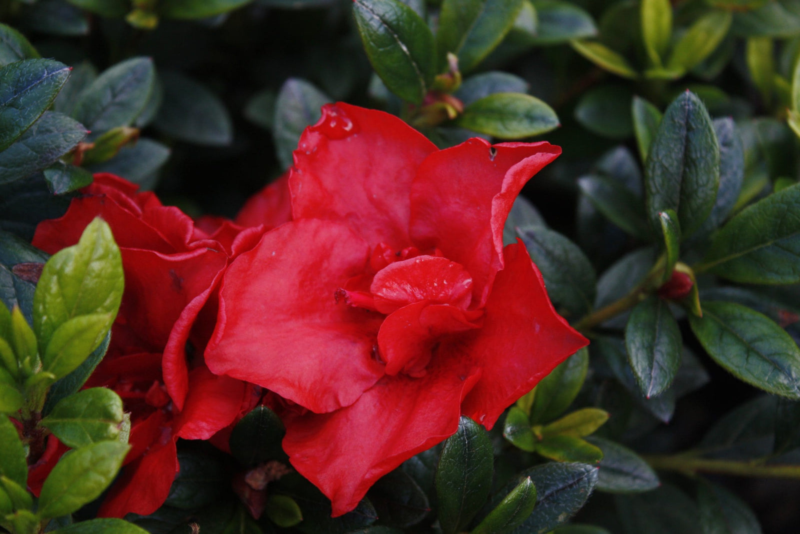 Azalea Elsa Karga - Ladybird Nursery