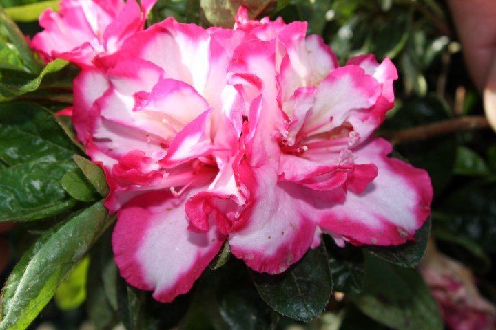 Azalea Gay Paree - Ladybird Nursery