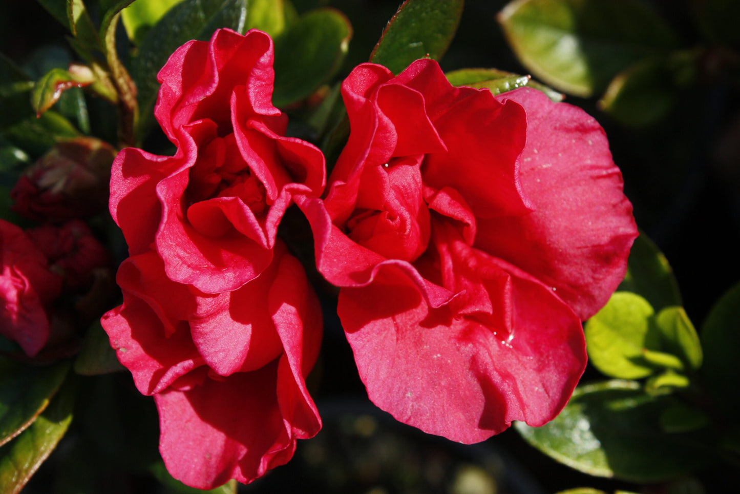 Azalea indica Mission Bells