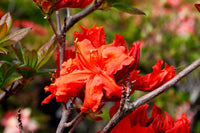 Azalea Mollis Redshank