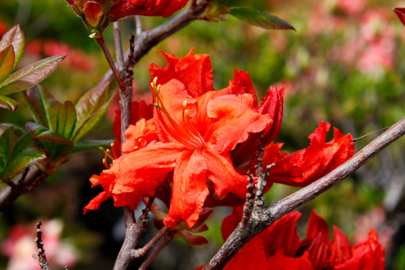 Azalea Mollis Redshank