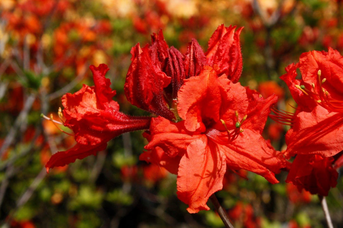 Azalea Mollis Redshank - Ladybird Nursery