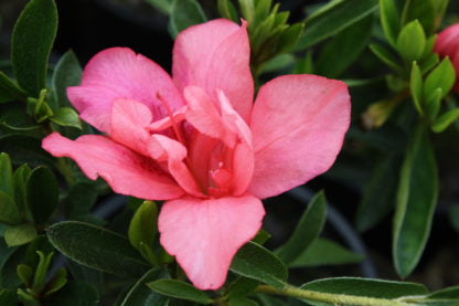Azalea indica splendens