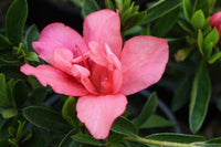 Azalea indica splendens