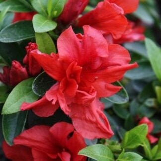 Azalea Sweet Nellie - Ladybird Nursery