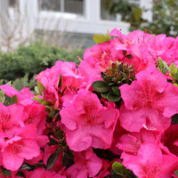 Azalea Mollis Teniers - Ladybird Nursery