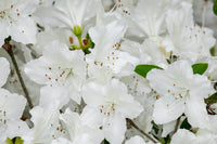 Azalea Searchlight - Ladybird Nursery