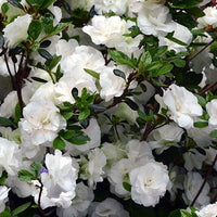 Azalea Aline - Ladybird Nursery