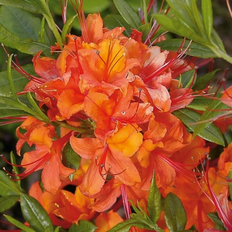 Azalea coccinea