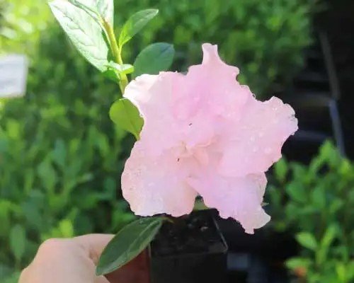Azalea indica Dreamtime - Ladybird Nursery