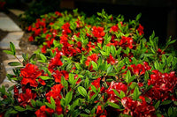 Azalea ENCORE AUTUMN FIRE™