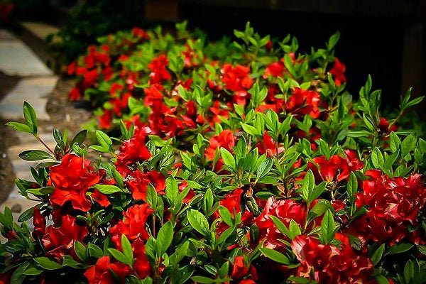 Azalea ENCORE AUTUMN FIRE™ - Ladybird Nursery