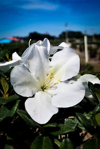 Azalea ENCORE AUTUMN Ivory™