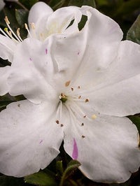 Azalea ENCORE AUTUMN LILY™