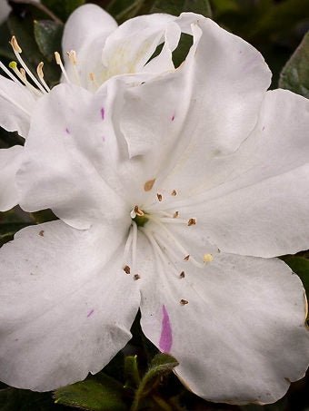 Azalea ENCORE AUTUMN LILY™ - Ladybird Nursery