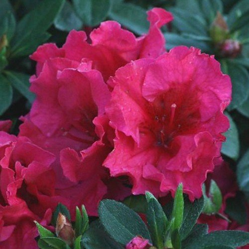 Azalea Firelight - Ladybird Nursery