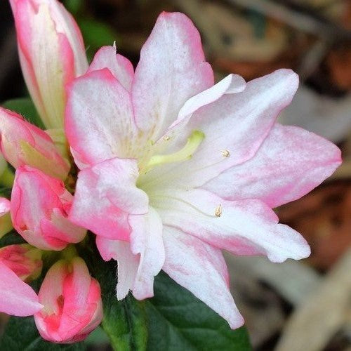 Azalea Honey Bunch