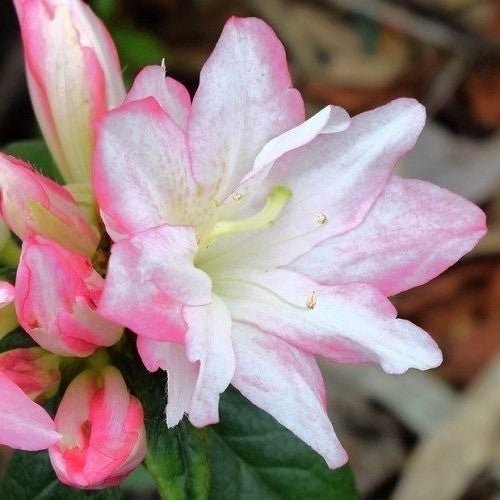 Azalea Honey Bunch - Ladybird Nursery
