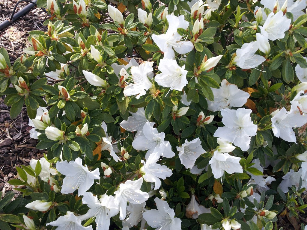 Azalea indica Alba Magna