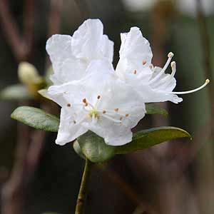 Azalea Snow Prince