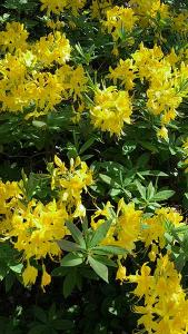 Azalea Mollis - Ladybird Nursery