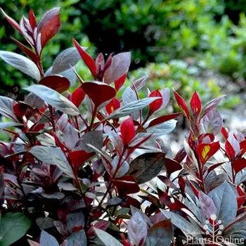 Red Tip Photinia fraserii Black Jack (Photinia x) - Ladybird Nursery