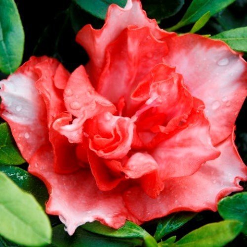 Azalea Southern Aurora - Ladybird Nursery