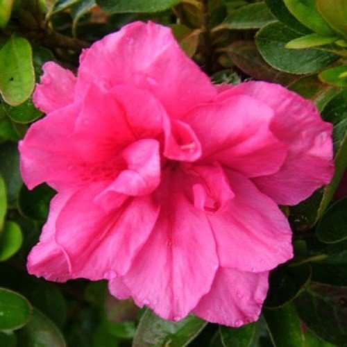 Azalea Sweet Nellie - Ladybird Nursery