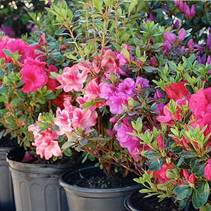 Azalea Assorted
