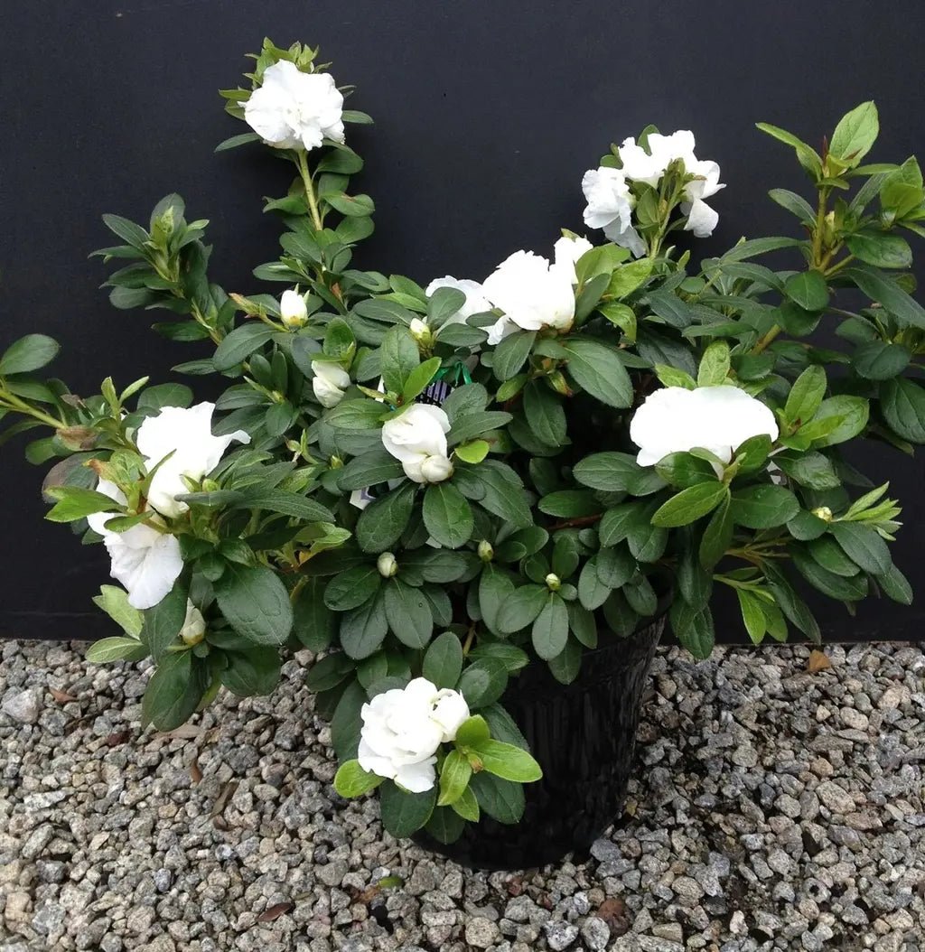 Azalea Aline - Ladybird Nursery