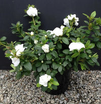 Azalea Aline - Ladybird Nursery