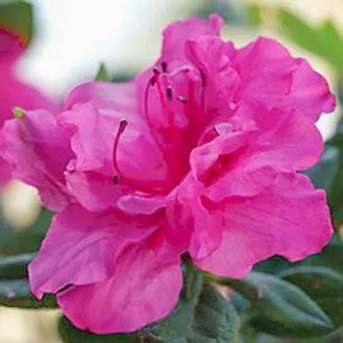 Azalea Carnival Fanfare - Ladybird Nursery