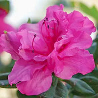 Azalea Carnival Fanfare - Ladybird Nursery