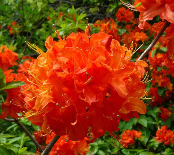 Azalea indica Orange Chimes