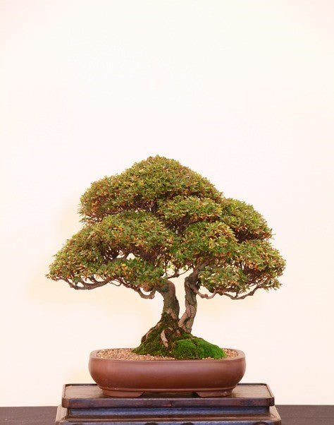 Azalea Sao to Me - Ladybird Nursery